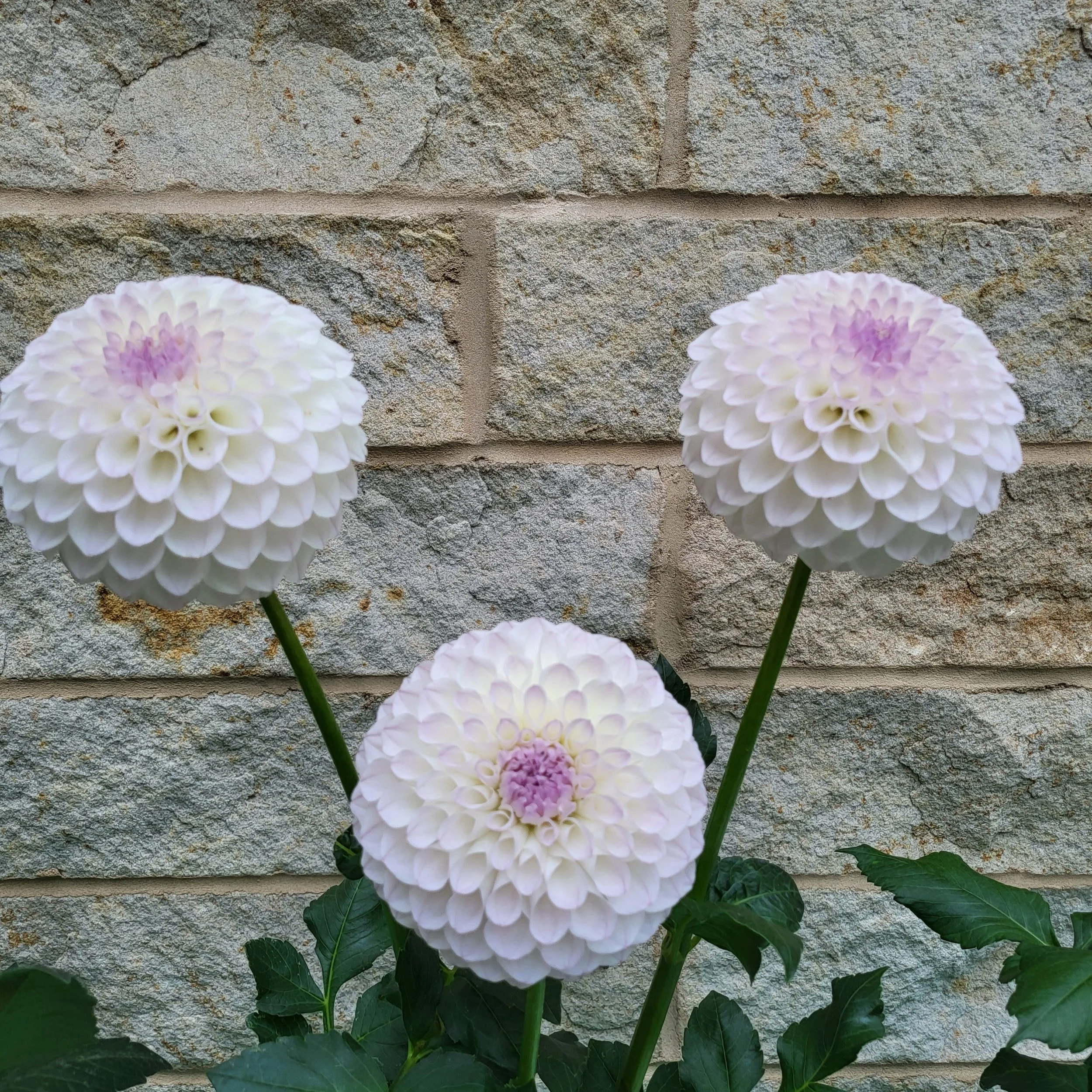 20TH AVE EYES BB-FD-WH — Crazy 4 Dahlias